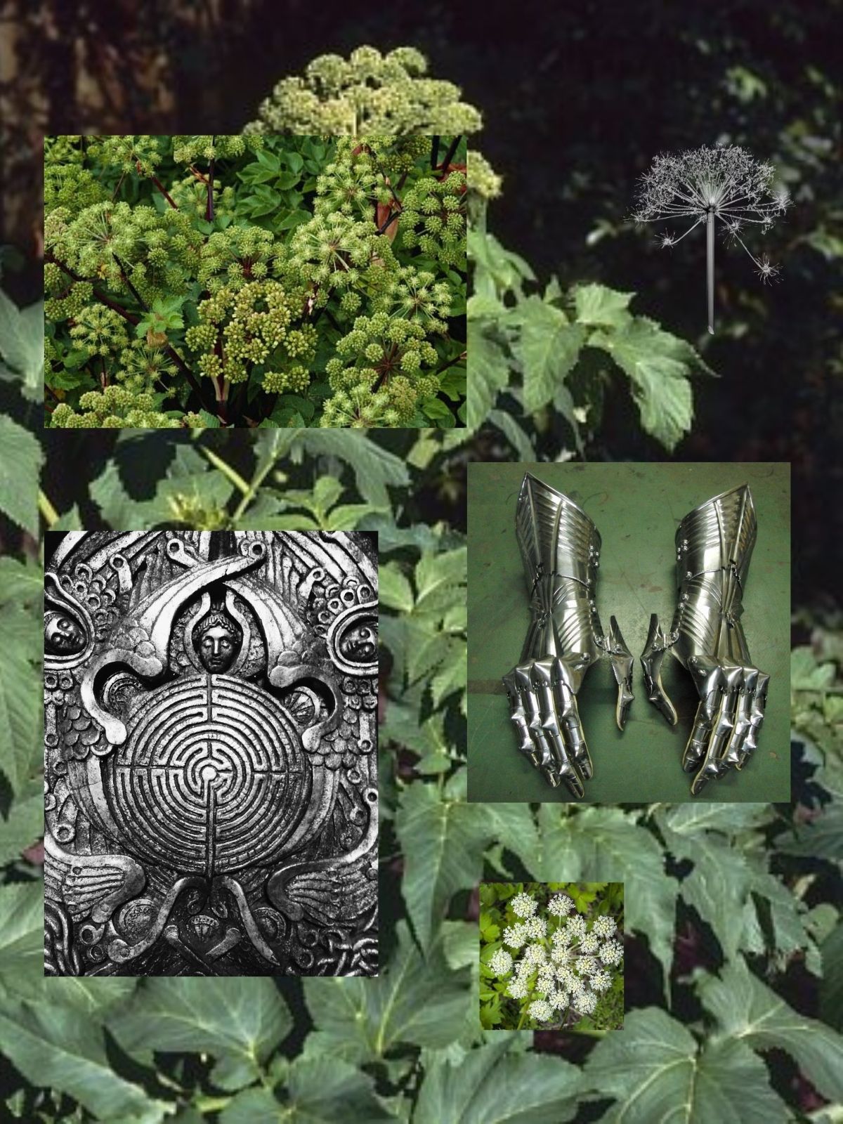 Angelica Archangelica perfume ingredient collage featuring angelica root and botanical musk materials