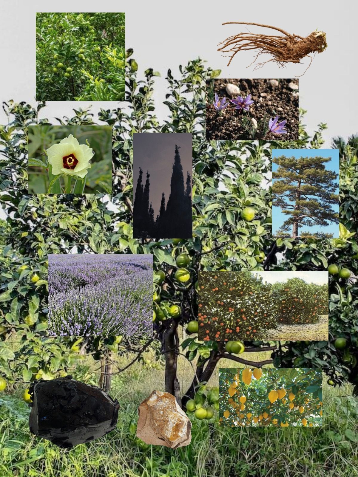 Fortuna’s Darling perfume ingredient collage featuring bergamot, saffron and Mediterranean botanicals