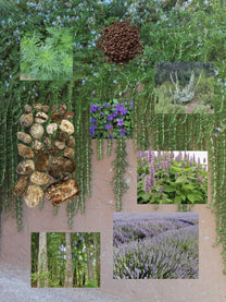 Green Smoke perfume ingredient collage featuring rosemary, sage and coastal herbs