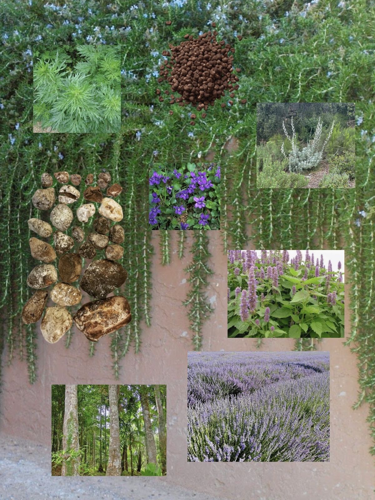 Green Smoke perfume ingredient collage featuring rosemary, sage and coastal herbs