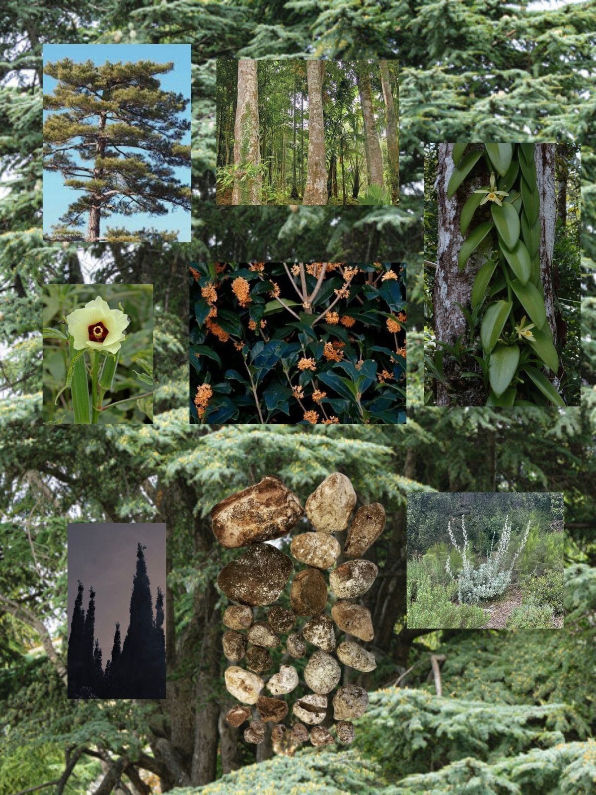 Moon Palace perfume ingredient collage featuring cedar, osmanthus and forest botanicals