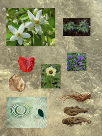 Singing Beach perfume ingredient collage featuring neroli, violet leaf and sea salt aromatics