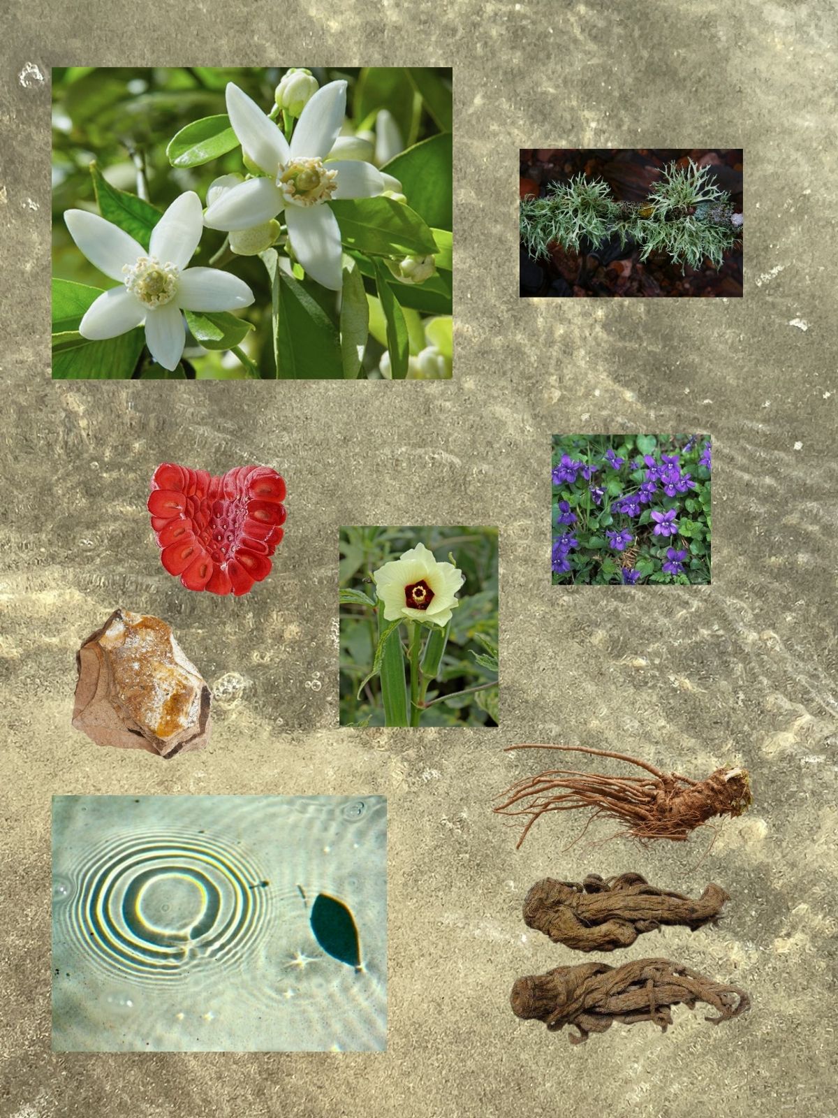 Singing Beach perfume ingredient collage featuring neroli, violet leaf and sea salt aromatics
