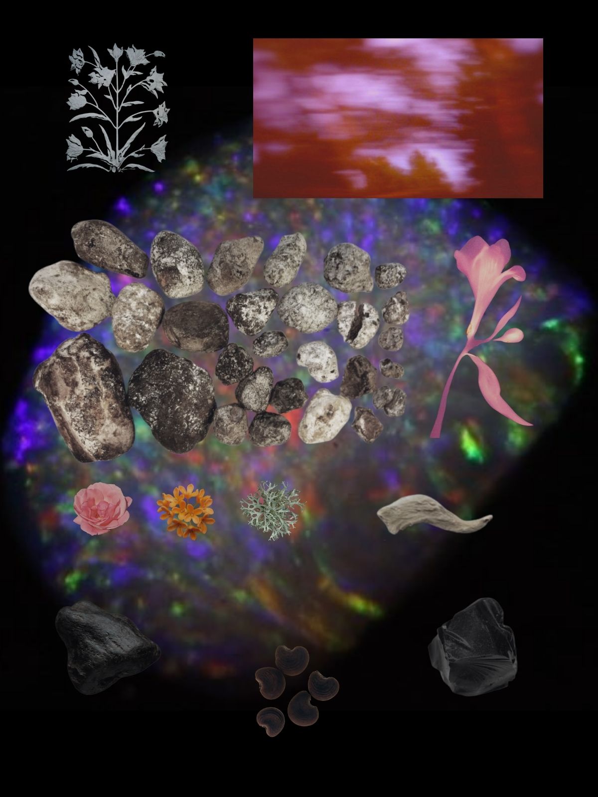 Strange Dreamer perfume ingredient collage featuring ambergris, hyraceum, orris root, rose and propolis