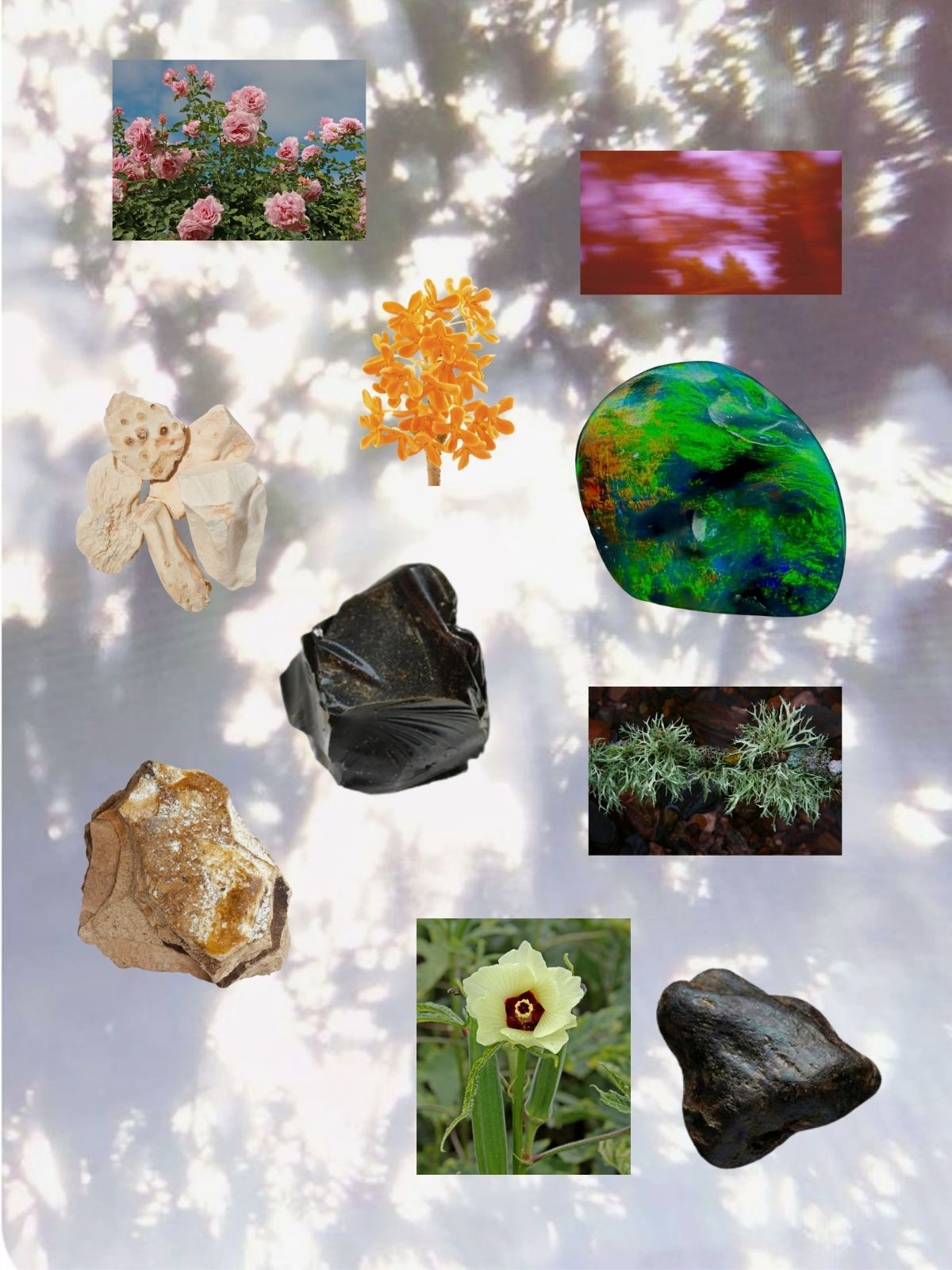 Strange Dreamer perfume ingredient collage featuring ambergris, hyraceum, orris root, rose and propolis