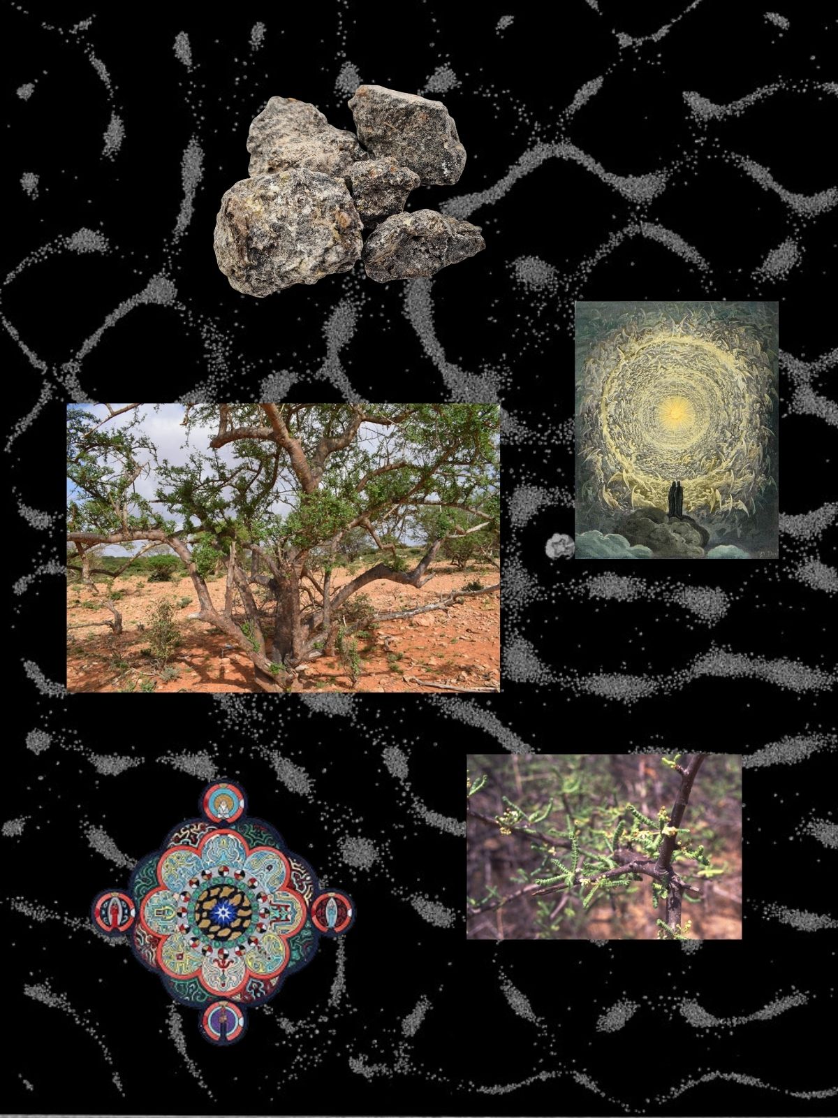 Frankincense Rivae perfume ingredient collage featuring rare frankincense rivae resin