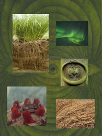 Green Vetiver perfume ingredient collage featuring North Indian green vetiver root