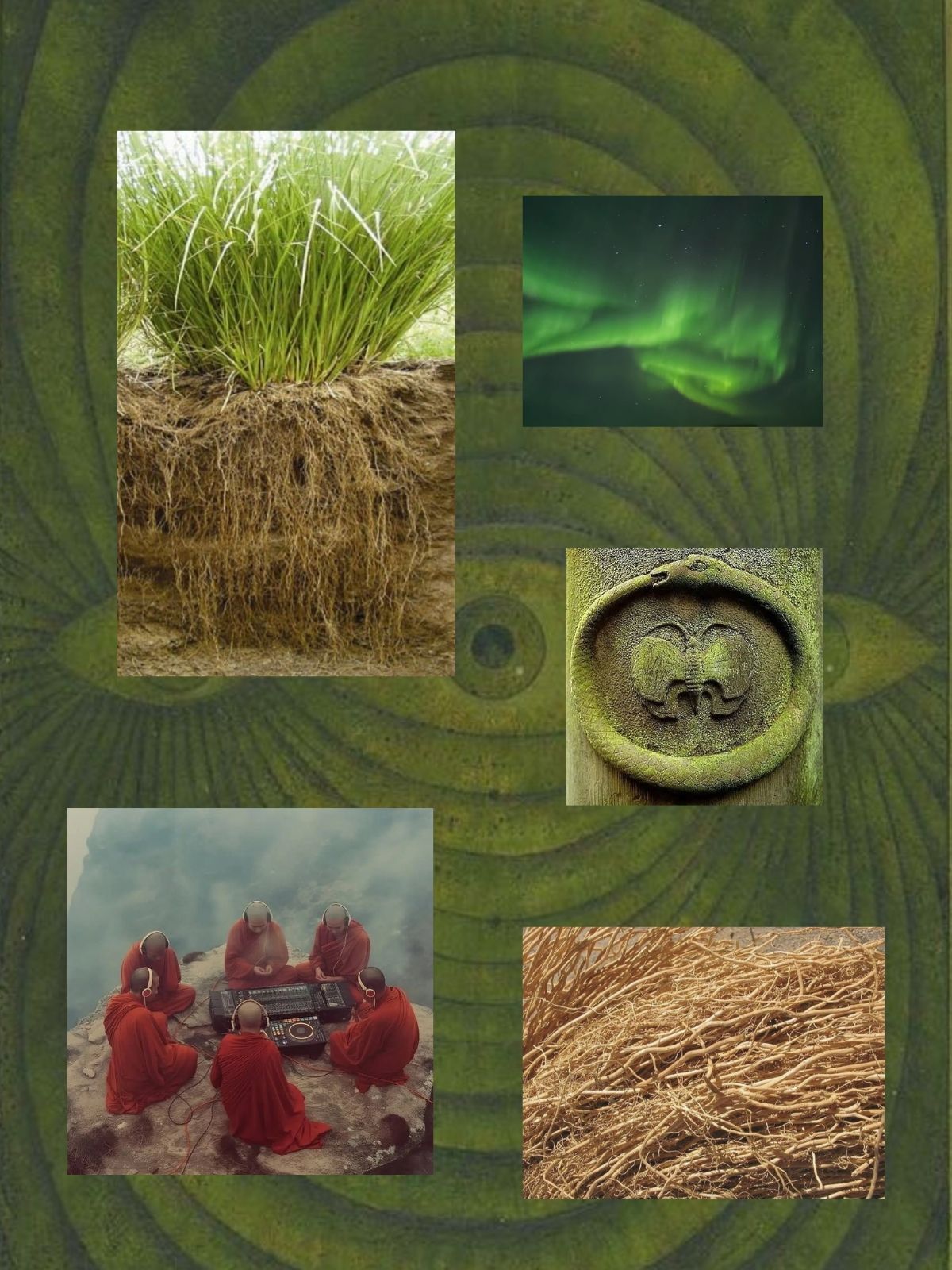 Green Vetiver perfume ingredient collage featuring North Indian green vetiver root