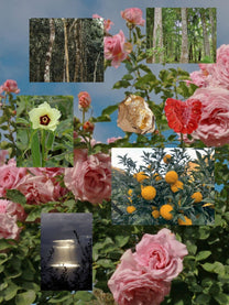Light Beam perfume ingredient collage featuring rose, yuzu and agarwood oud