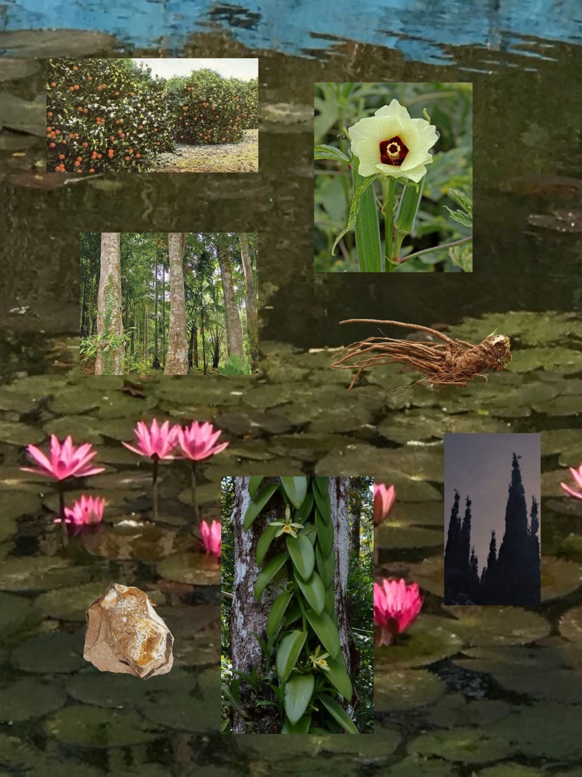 Lotus Eater perfume ingredient collage featuring pink lotus, orange blossom and sandalwood