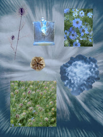 Love In A Mist perfume ingredient collage featuring love in a mist seed extract