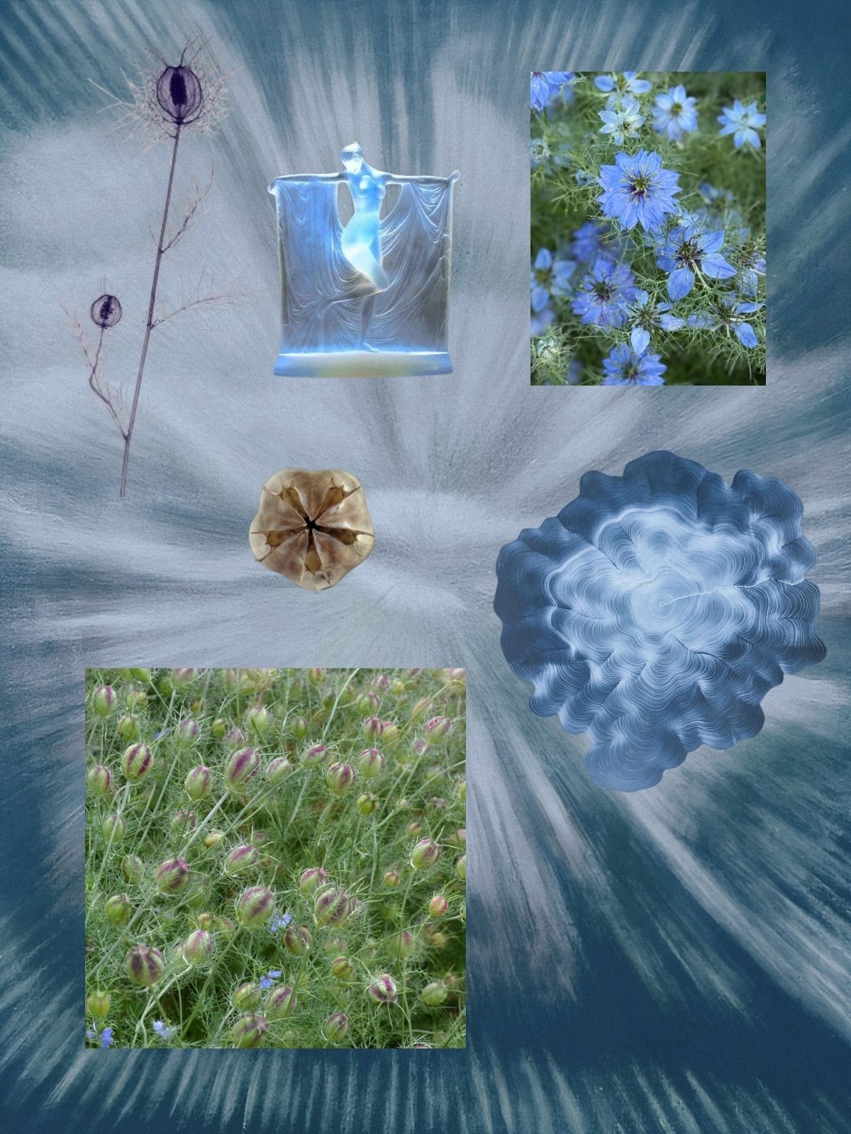 Love In A Mist perfume ingredient collage featuring love in a mist seed extract