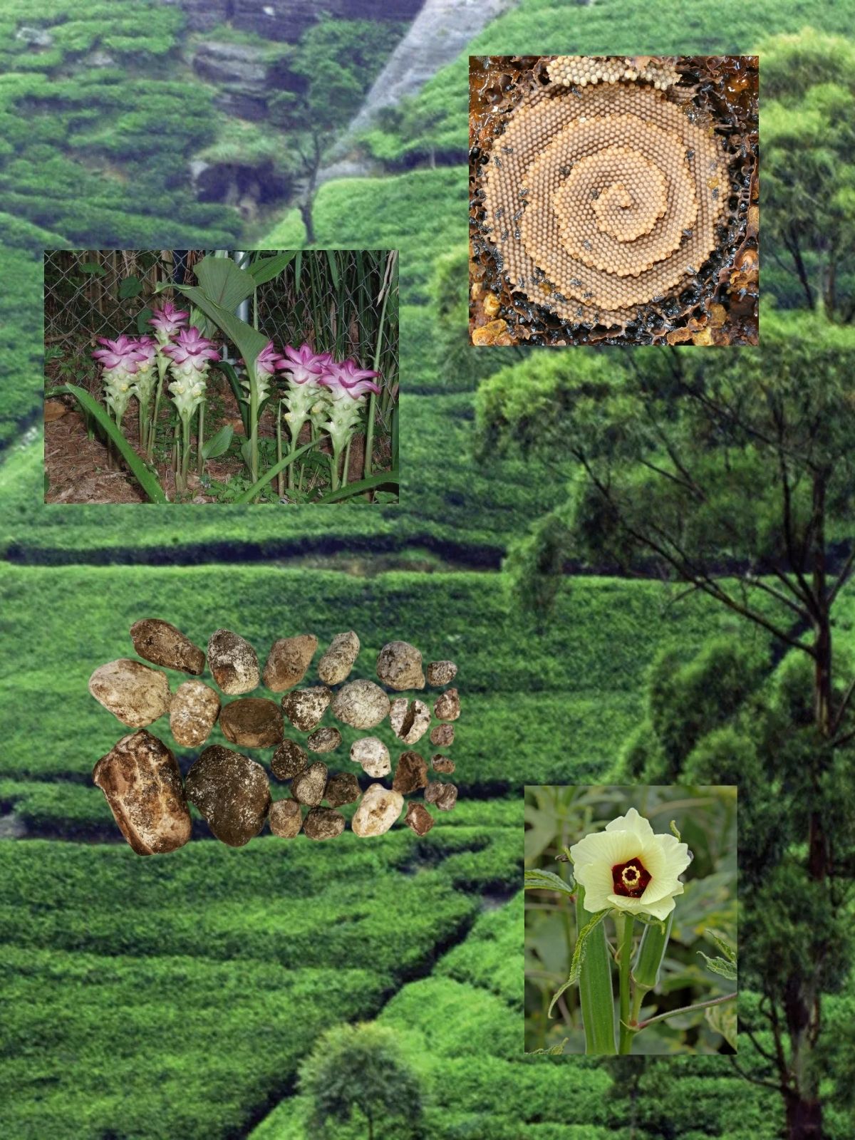 Tea Ceremony perfume ingredient collage featuring green tea, mango ginger and ambergris honey