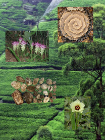 Tea Ceremony perfume ingredient collage featuring green tea, mango ginger and ambergris honey