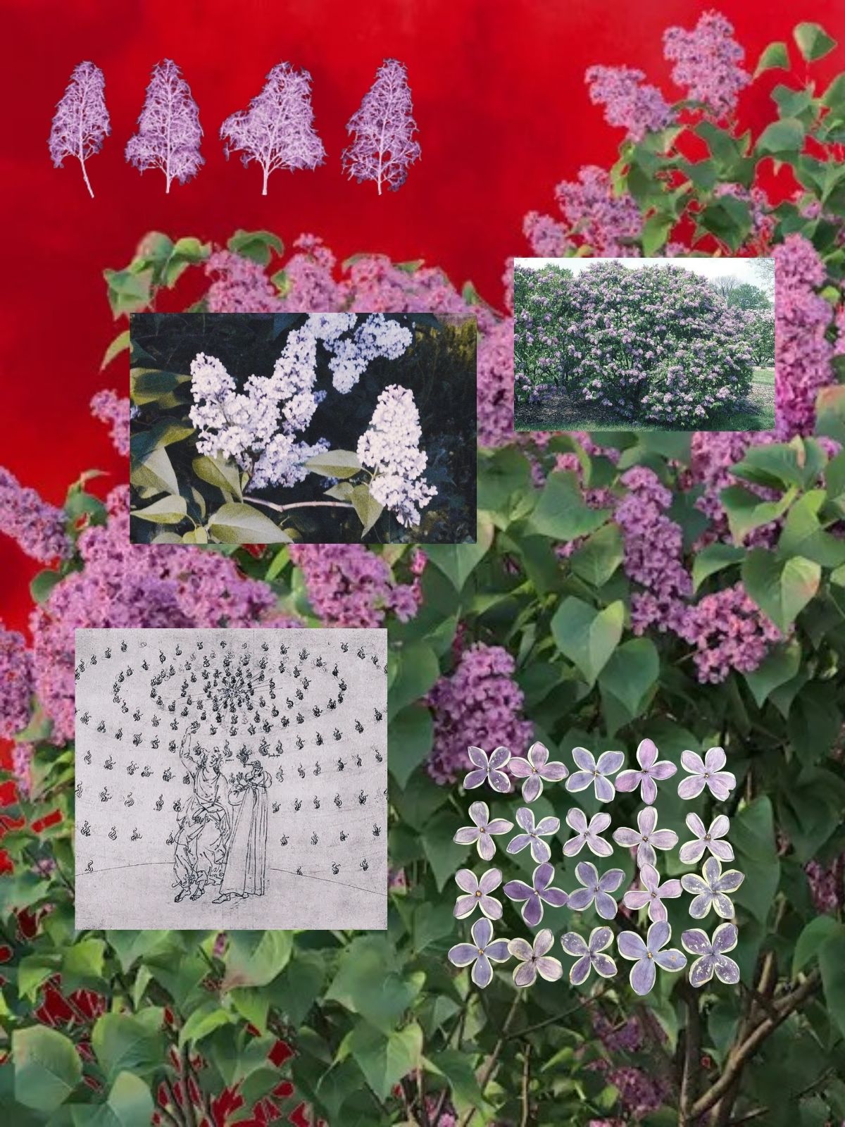 Wild Lilac perfume ingredient collage featuring true lilac flower extraction